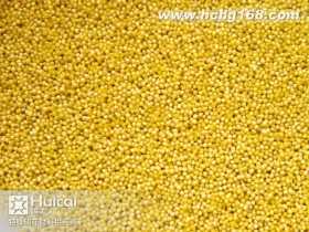 SC063小號(hào)珠光金黃膠珠